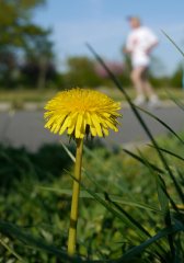 flower-2.jpg flower-2.jpg