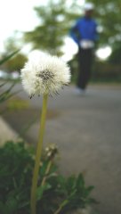 flower3.jpg flower3.jpg