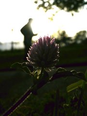 flower-23.jpg flower-23.jpg