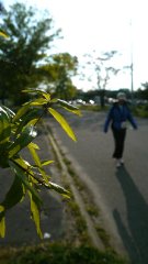 flower-25.jpg flower-25.jpg