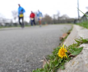 flower3.jpg flower3.jpg