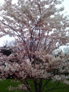 цветущее дерево